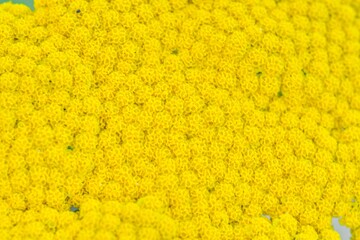 Achillea filipendulina, the yarrow, fernleaf yarrow, milfoil, or nosebleed, is an Asian species of flowering plant in the sunflower family. Top view, macro shot, close-up. A herbaceous perennial, it