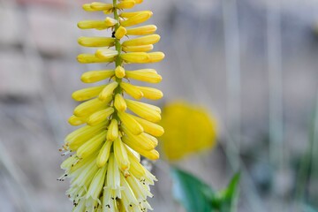 Kniphofia are native to Africa. Common names include tritoma, red hot poker, torch lily and poker plant. Side view, macro shot, close-up, blurred background. Lemon Popsicle, a dwarf variety of