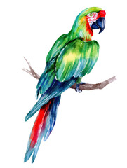 Fototapeta premium Watercolor animal illustration, colorful green macaw parrot with red and blue accents perched on a branch, isolated on transparent background