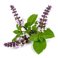 Fresh basil sprigs with flowers