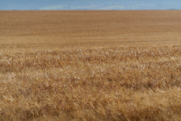 Golden wheat field with distant blue sky