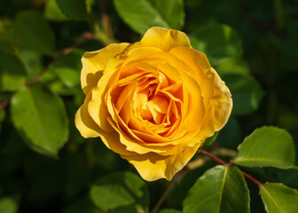 Golden butter colored single rose known as the absolutely fabulous rose or Julie Childs rose