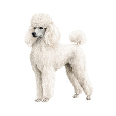 Watercolor animal illustration, a white standard poodle dog standing on a transparent background, isolated on transparent background