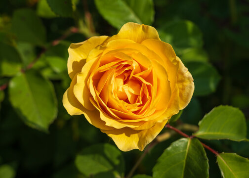 Golden butter colored single rose known as the absolutely fabulous rose or Julie Childs rose
