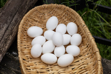 Lots of white chicken eggs in a rustic wicker basket