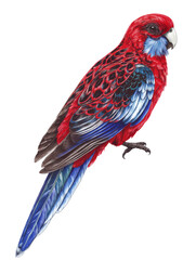 Obraz premium Watercolor animal illustration, crimson rosella parrot perched on a branch, isolated on transparent background