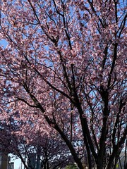 Plum Blossom in Spring