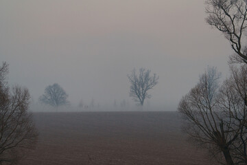 Foggy farmland with bare trees and faint mountain silhouette