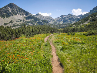 Pirin Mountain near Popovo Lake, Bulgaria