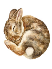 Watercolor animal illustration, a cute, fluffy baby bunny rabbit sleeping peacefully, curled up in a ball, isolated on transparent background