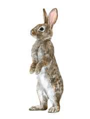Watercolor animal illustration, a cute brown rabbit standing on its hind legs, isolated on a transparent background