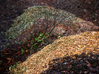 A pile of wood chips is on the ground. The pile is brown and has a lot of wood chips. Selective...