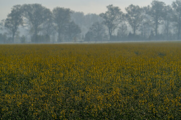 Early blooming rapeseed field in spring morning mist