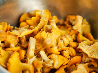 Close up of organic chanterelle mushrooms. Popular food product in Slavic and Baltic states countries. Natural organic food.