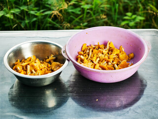 Wild chanterelle mushrooms in stainless steel and plastic bowl on a table with dark surface. Popular food product in Slavic and Baltic states countries. Natural organic food. Green grass background.