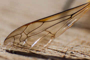 Macro Shot of a Transparent Insect Wing on Wood