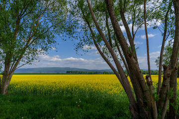 Rapeseed field framed by spring trees with mountain backdrop