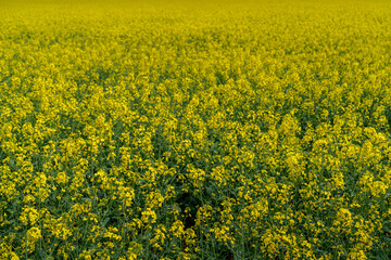 Yellow rapeseed field in full bloom filling the frame