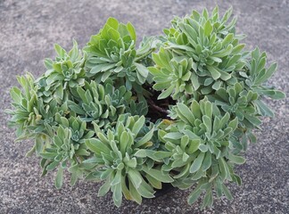 Aeonium 'Ballerina' succulent mature plant