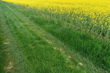Diagonal landscape with green grass and blooming rapeseed field