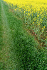 Diagonal landscape with green grass and blooming rapeseed field