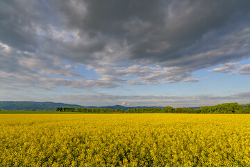 Blooming rapeseed field with forest, mountains and cloudy sky