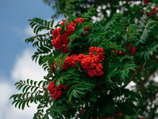 Vibrant Rowan Berries in Late Summer Light