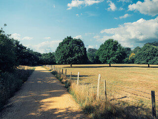 rural landscape with road