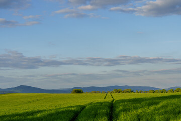 Large green meadow with narrow path and mountain backdrop