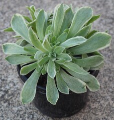 Aeonium 'Ballerina' succulent mature plant