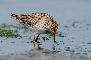 Migratory Shorebird in Non-Breeding Plumage - Sharp-Tailed Sandpiper (Calidris acuminata)
