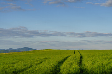 Large green meadow with narrow path and mountain backdrop