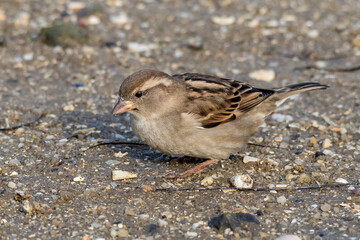 Female House Sparrow Foraging on Pebbled Ground (Passer domesticus)
