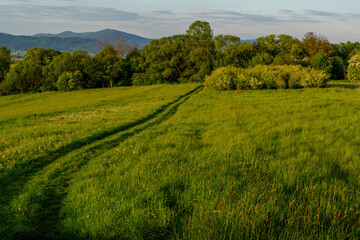 Large green meadow with narrow path and mountain backdrop