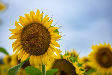 Sunflowers