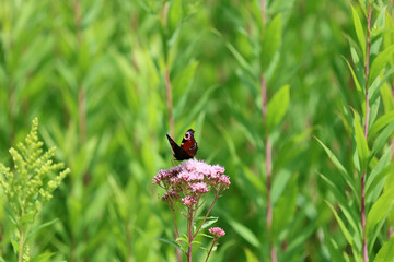 butterfly on a flower