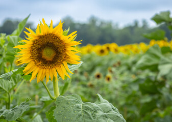 Sunflowers