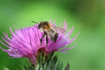 bee on a flower