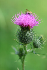 bee on thistle