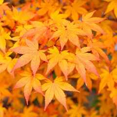 Vibrant autumn foliage