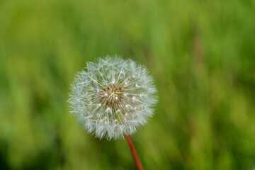 Single dandelion seed head against blurred green grass background