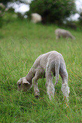 baby lamb
