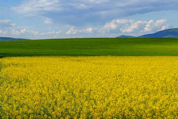 Layered countryside with rapeseed field, green meadow and distant mountains