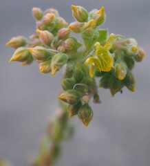 Aeonium 'Ballerina' mature succulent plant