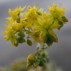 Aeonium 'Ballerina' mature succulent plant