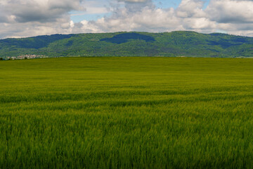large green wheat field with village, forested mountains, blue sky and white clouds