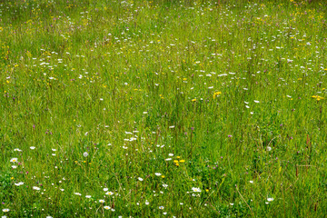 Colorful wildflower meadow in full bloom