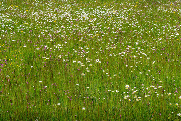 Colorful wildflower meadow in full bloom