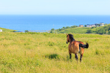 霧多布の馬