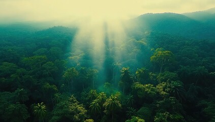 Sunbeams through lush tropical rainforest canopy